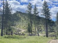 Forested area with brush piles from fuels reduction projects