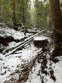 Woody debris and snow cover the forested roadway