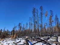 Picture of a forest ravaged by a previous fire