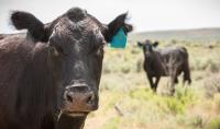 A closeup image of a black bovine's face, with another bovine seen in the background.
