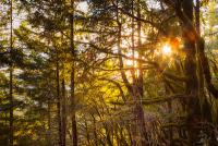 Sun sets in a thick forest