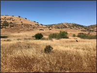 Dry grass hills