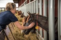 Person gently petting a black horse with an ear tag through stable bars where multiple horses are feeding.