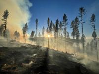 Smoky timbered landscape