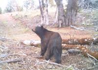 Bear looking updard in a wooded area near a downed tree.