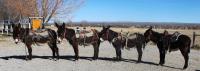 Four burros stand in a line at the WY honor farm event