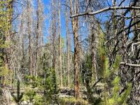 An area of the forest in King Mountain area with overgrowth and downed, dead trees.