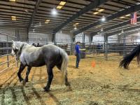 Megan Velasquez, WHB Compliance Specialist moves horses in one of the corrals.