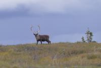 A caribou with tall antlers stands in green vegetation. 
