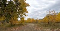 Autumn colored leaves cover trees and bushes at a campsite in the Upper Missouri River Breaks National Monument.