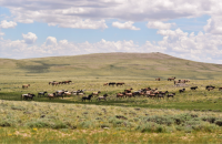 BLM-WY-RedDesertHMA