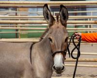 A light brown burro wearing a black halter stands in a corral while a person holds its lead rope.