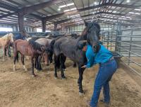 A person wearing a blue long‑sleeve shirt and jeans examining or brushing a dark‑colored horse inside a livestock barn. Several other horses stand nearby in adjoining pens on a dirt floor. The barn has metal walls, beams, and overhead lighting.