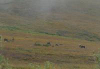 Several caribou stand in a misty tundra valley. 