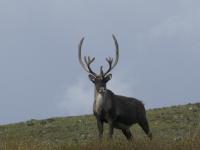 A lone caribou stands against a gray sky. 