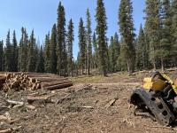 Yellow forestry equipment and a neatly stacked pile of logs in a logged forest clearing