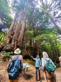 Three people standing on trail in thick forest talking and gazing at large trees