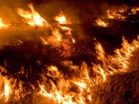 Active Flames on a Wildfire