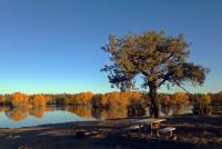 tree near Reynolds Pond at sunset
