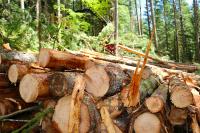 Freshly cut logs stacked in a forest, with tree trunks and logging equipment visible among the surrounding evergreen trees.