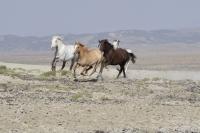 Photo of three wild horses running from right to left across a dry landscape. One horse is white or gray, one is a palomino, and the third is black or bay colored.