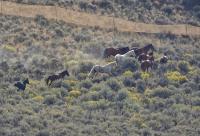 Challis wild horses are gathered in 2026