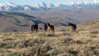 Wild horses in the Challis wild horse herd 