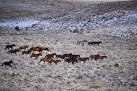 A group of horses running through a snow-dusted shrubby desert landscape