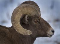 BLM-WY-LFOBighorn