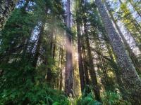 Beam of sunlit shines through a dense forest of tall trees covered by ferns on the forest floor.
