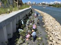 Dozens of volunteers work together to plant mangrove seedlings along a waterfront shoreline protected by a rock breakwater and seawall.