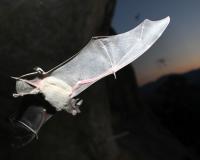 A close-up photograph of a bat in flight at dusk, illuminated by a camera flash against a dark background. The bat’s pale fur and translucent wings are clearly visible, with delicate veins and pinkish wing bones highlighted by the light. The bat is captured mid-flight with its wings fully extended, while blurred cliffs and distant mountains form a faint backdrop beneath the evening sky.