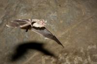 Close-up of a Mexican free-tailed bat flying inside a cave. The bat's wings are spread wide, showing the thin flight membranes, while the rocky cave wall appears softly blurred in the background. A dark shadow of the bat is visible below it.