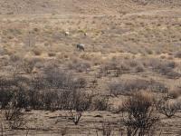Horses in sagebrush range with burned area in foreground