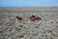 Wild horses running in sagebrush.