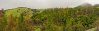 The ancient forests of the Yuki Wilderness.