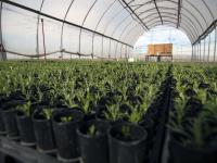 sagebrush plants