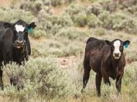 Two brown cows with white markings on their heads standing and grazing in a BLM field