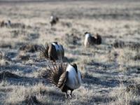 news_sage grouse