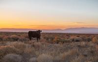 Grazing