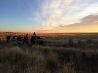 Pheasants Forever crews start planting sagebrush early in the morning
