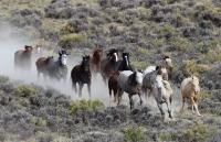 Wild horses (2)_1