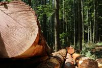 logs cut down in a forest