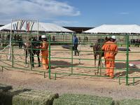 inmates wearing orange jumpsuits work with horses in a corral