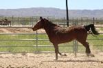 Mare running in a pen. 