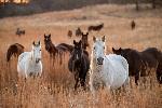 Wild horses standing in grass