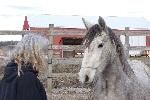 A horse with a trainer. 