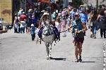 A burro on a lead in a parade. 