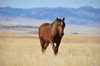 Brown wild horse walking through tall dry grass.
