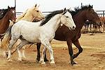 wildhorse_landingpage_r3c